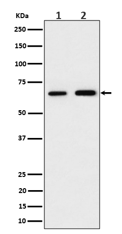 Western blot analysis of PGM1 expression in (1) 293 cell lysate; (2) RAW 264