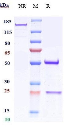 m02320 1 sds page