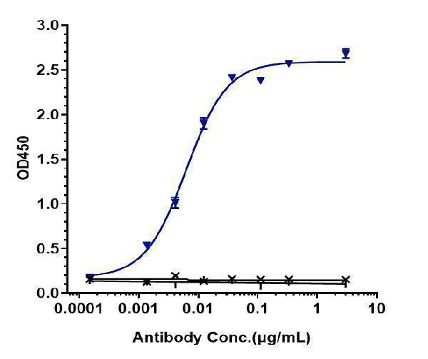 Immobilized human MASP 2A His at 2 &mug/mL can bind Anti-MASP2 Reference Antibody (narsoplimab)