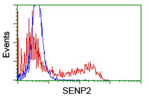 m02329 1 anti senp2 mouse monoclonal antibody clone id oti1f7 flow cytometry testing 3