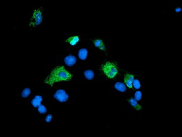 m02329 1 anti senp2 mouse monoclonal antibody clone id oti1f7 if testing 4