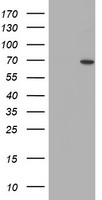 m02329 1 anti senp2 mouse monoclonal antibody clone id oti1f7 wb testing 1
