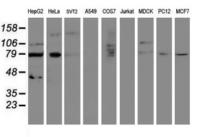 m02329 1 anti senp2 mouse monoclonal antibody clone id oti1f7 wb testing 2