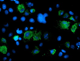 m02329 anti senp2 mouse monoclonal antibody clone id oti3e7 if testing 16