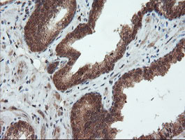 m02329 anti senp2 mouse monoclonal antibody clone id oti3e7 ihc testing 10