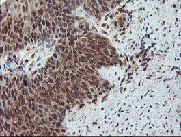 m02329 anti senp2 mouse monoclonal antibody clone id oti3e7 ihc testing 11