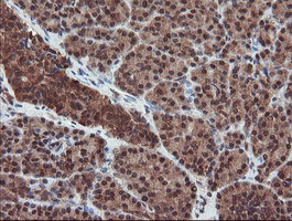 m02329 anti senp2 mouse monoclonal antibody clone id oti3e7 ihc testing 5