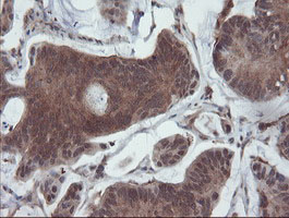 m02329 anti senp2 mouse monoclonal antibody clone id oti3e7 ihc testing 6
