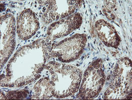 m02329 anti senp2 mouse monoclonal antibody clone id oti3e7 ihc testing 8