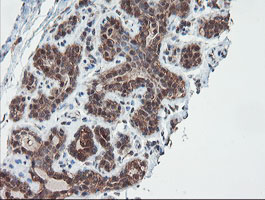 m02329 anti senp2 mouse monoclonal antibody clone id oti3e7 ihc testing 9
