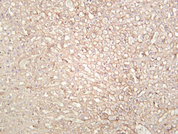 Rat liver was stained with anti-Catenin δ-1 rabbit antibody
