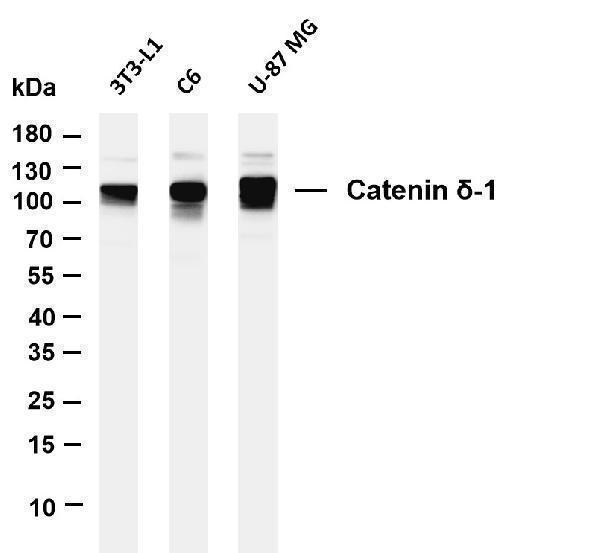 m02333 4 ctnnd1 primary antibodies wb testing 1