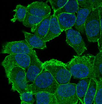 Immunofluorescent analysis of MCF-7 cells, using delta 1 Catenin/p120 Catenin Antibody 