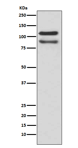 m02333 wb