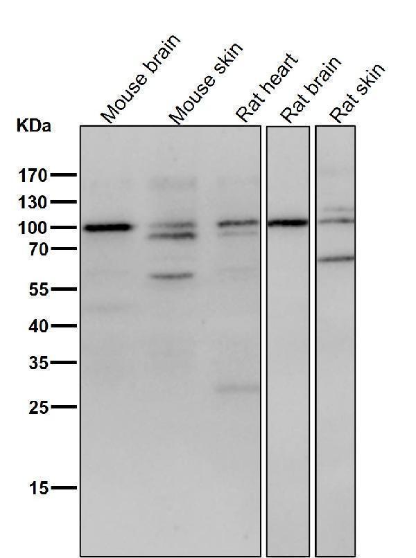 All lanes use the Antibody at 1:3K dilution for 1 hour at room temperature