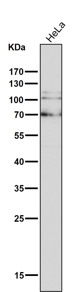 All lanes use the Antibody at 1:3K dilution for 1 hour at room temperature