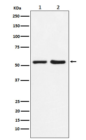 Western blot analysis of P4HB expression in (1) HepG2 cell lysate; (2) Mouse spleen lysate