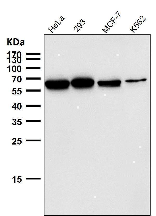 All lanes use the Antibody at 1:5K dilution for 1 hour at room temperature
