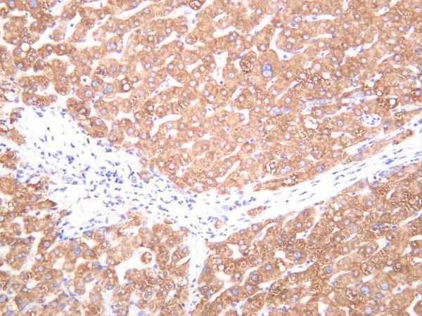 Human liver was stained with anti-PDI rabbit antibody