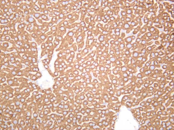 Rat liver was stained with anti-PDI rabbit antibody