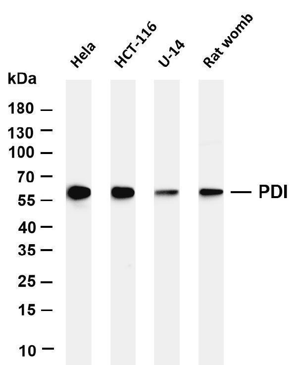 m02335 3 p4hb primary antibodies wb testing 1