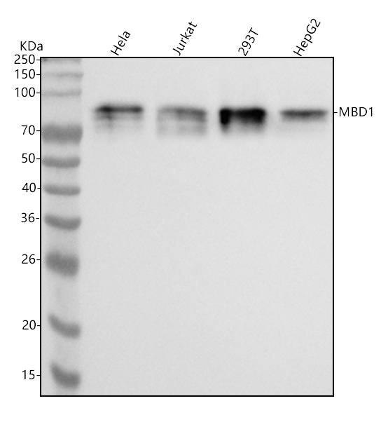  Western blot analysis of MBD1 using anti-MBD1 antibody (M02336)