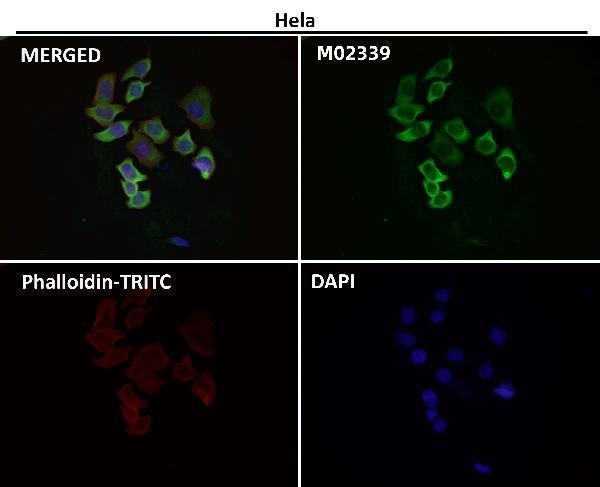 Immunofluorescent analysis using the Antibody at 1:50 dilution