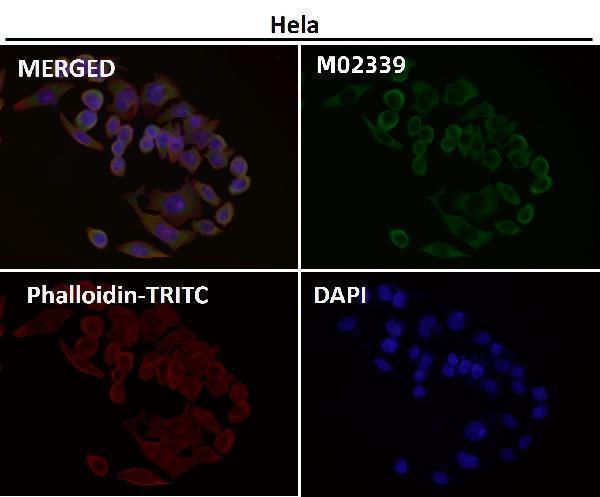 Immunofluorescent analysis using the Antibody at 1:500 dilution