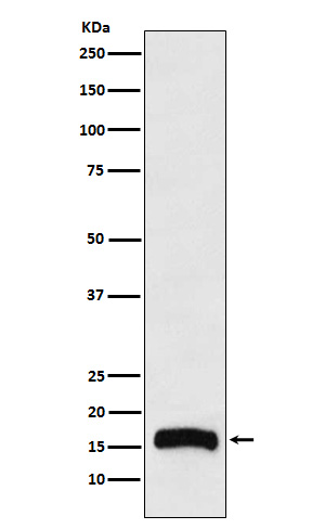 Western blot analysis of FLAP expression in THP1 cell lysate