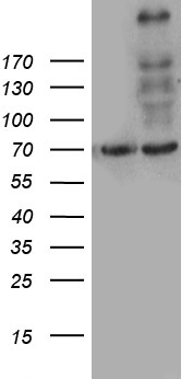 m02344 anti myo18a mouse monoclonal antibody clone id oti3f7 wb testing 1