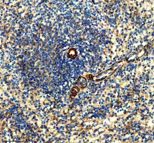 m02348 ccr9 primary antibodies ihc testing 1