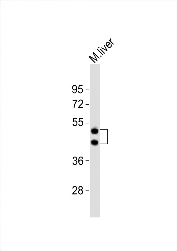 m02350 anti hpn antibody center wb testing 1