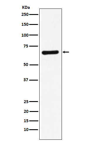 Western blot analysis of STXBP1 expression in HeLa cell lysate
