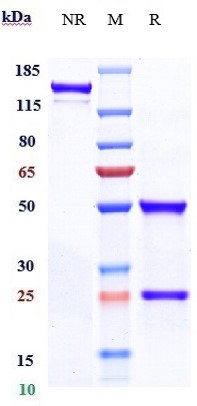 Anti-CALCA/CGRP Reference Antibody (eptinezumab) on SDS-PAGE under reducing (R) condition