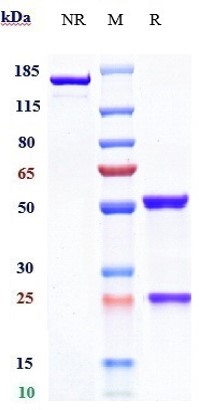 Anti-CALCA/CGRP Reference Antibody (galcanezumab) on SDS-PAGE under reducing (R) condition