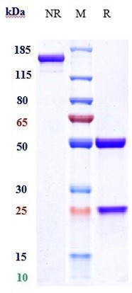 Anti-CALCA/CGRP Reference Antibody (fremanezumab) on SDS-PAGE under reducing (R) condition