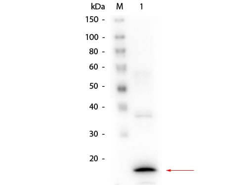 m02352 calca primary antibodies wb testing 1