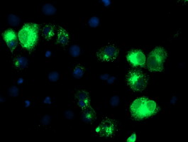 Anti-TFR2 mouse monoclonal antibody (M02353) immunofluorescent staining of COS7 cells transiently transfected by pCMV6-ENTRY TFR2