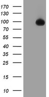 HEK293T cells were transfected with the pCMV6-ENTRY control (Left lane) or pCMV6-ENTRY TFR2 (Right lane) cDNA for 48 hrs and lysed