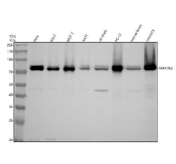 m02354 map3k2 primary antibodies wb testing 1