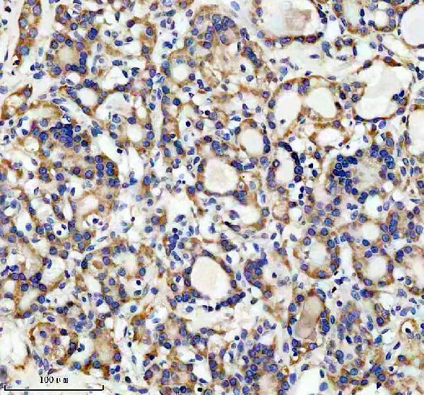 IHC analysis of BMP11/GDF11 using anti-BMP11/GDF11 antibody (M02355)