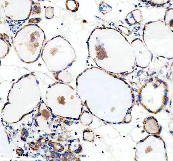 IHC analysis of BMP11/GDF11 using anti-BMP11/GDF11 antibody (M02355)