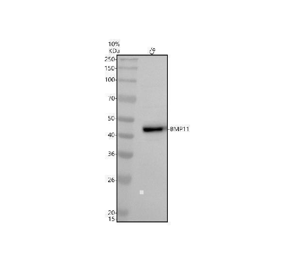 Western blot analysis of BMP11/GDF11 using anti-BMP11/GDF11 antibody (M02355)