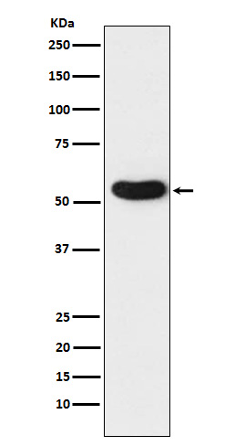 m02359 1 wb