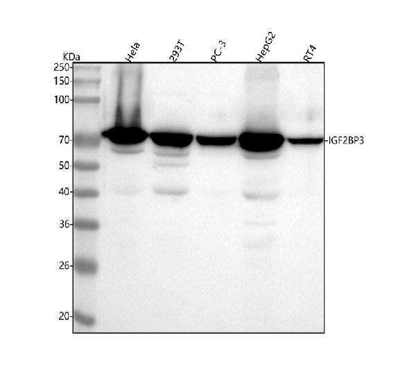m02362 1 igf2bp3 primary antibodies wb testing 1