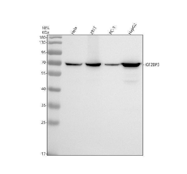m02362 igf2bp3 primary antibodies wb testing 1