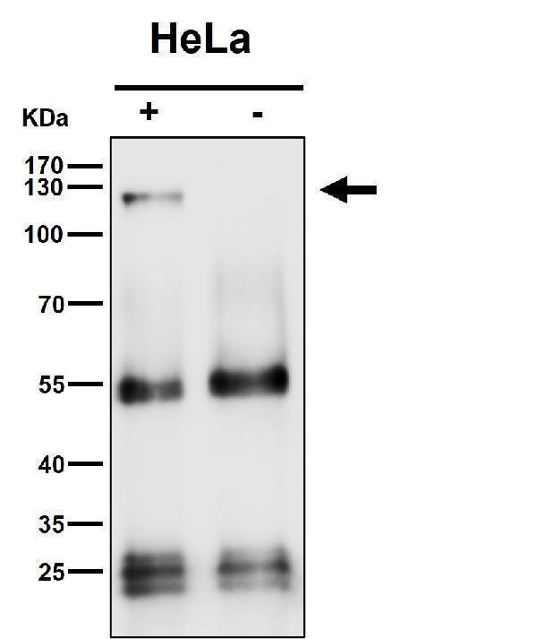 Immunoprecipitate (IP) analysis using the Antibody at 1:50 dilution