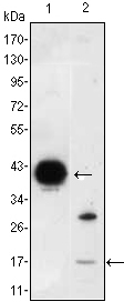 Western blotting validation for Anti-I-FABP FABP2 Monoclonal Antibody M02378
Western Blot (WB) analysis using I-FABP Monoclonal Antibody against FABP2-hIgGFc transfected HEK293 (1) cell lysate and LOVO (2) cell lysate