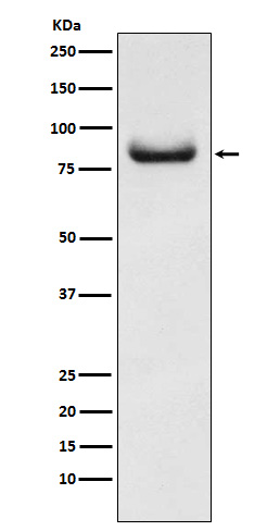 Western blot analysis of APPL expression in Hela cell lysate