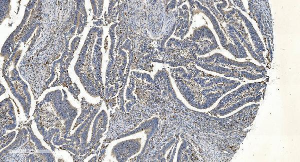 m02381 appl1 primary antibodies ihc testing 2